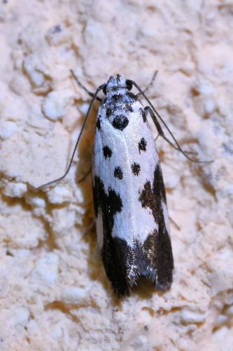 Réf. 340 068 : Ethmia quadrillella